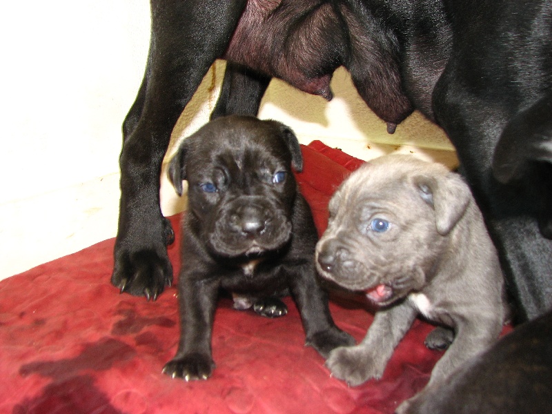 Du Domaine Deyto - Cane Corso - Portée née le 25/04/2011