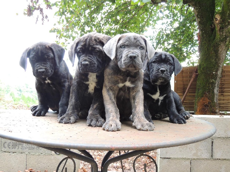 Du Domaine Deyto - Cane Corso - Portée née le 21/07/2013