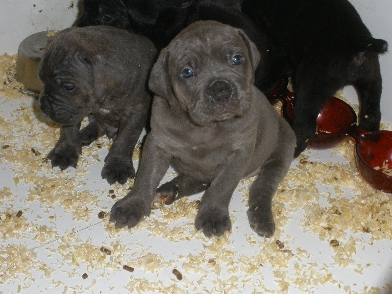 Du Domaine Deyto - Cane Corso - Portée née le 14/03/2012