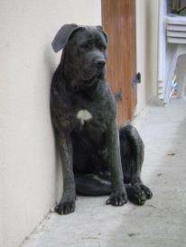 Guapa Du Domaine Deyto