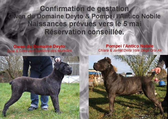 Confirmation de gestation