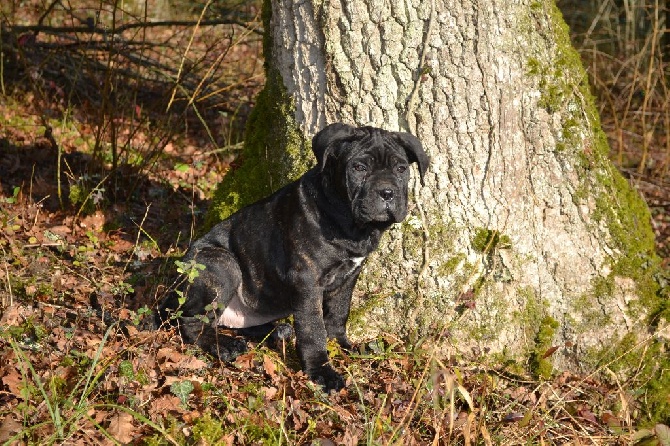 Du Domaine Deyto - 2 chiots disponibles
