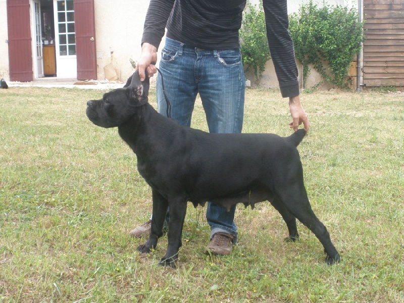 Dina